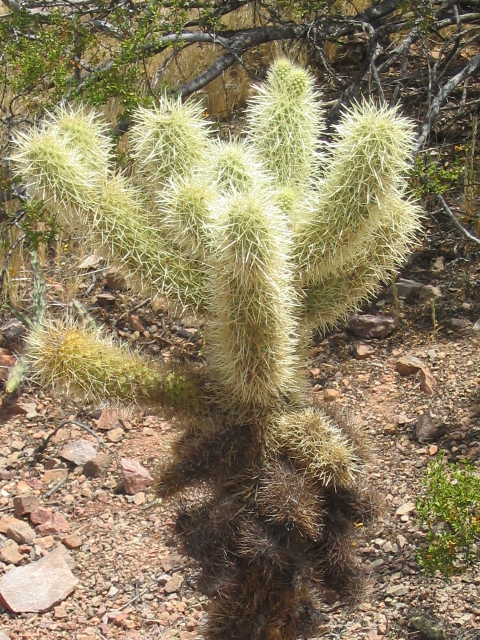 458x617 pixels (303K)